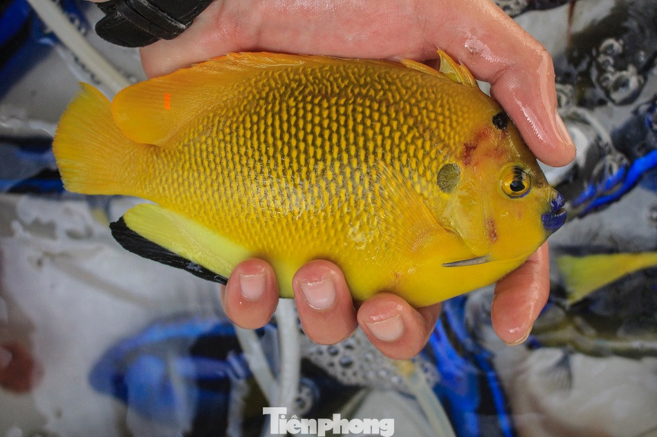 Cá cảnh biển Hoàng Sa, Trường Sa hút khách dịp Tết Nguyên đán ảnh 5