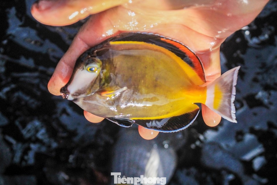Cá cảnh biển Hoàng Sa, Trường Sa hút khách dịp Tết Nguyên đán ảnh 2