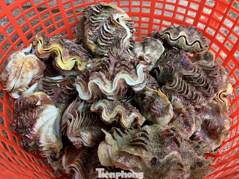 Cá cảnh biển Hoàng Sa, Trường Sa hút khách dịp Tết Nguyên đán ảnh 13