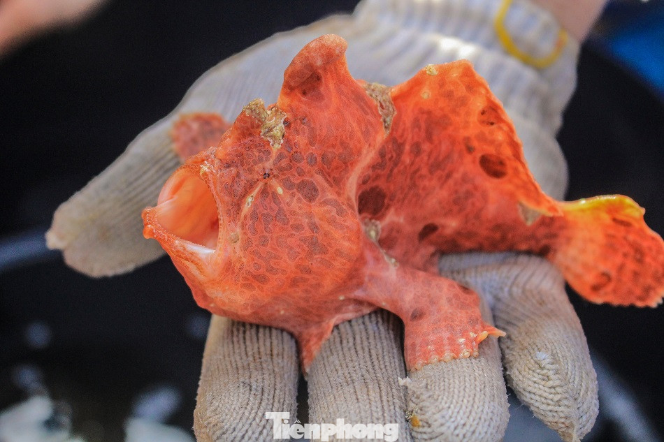 Cá cảnh biển Hoàng Sa, Trường Sa hút khách dịp Tết Nguyên đán ảnh 9