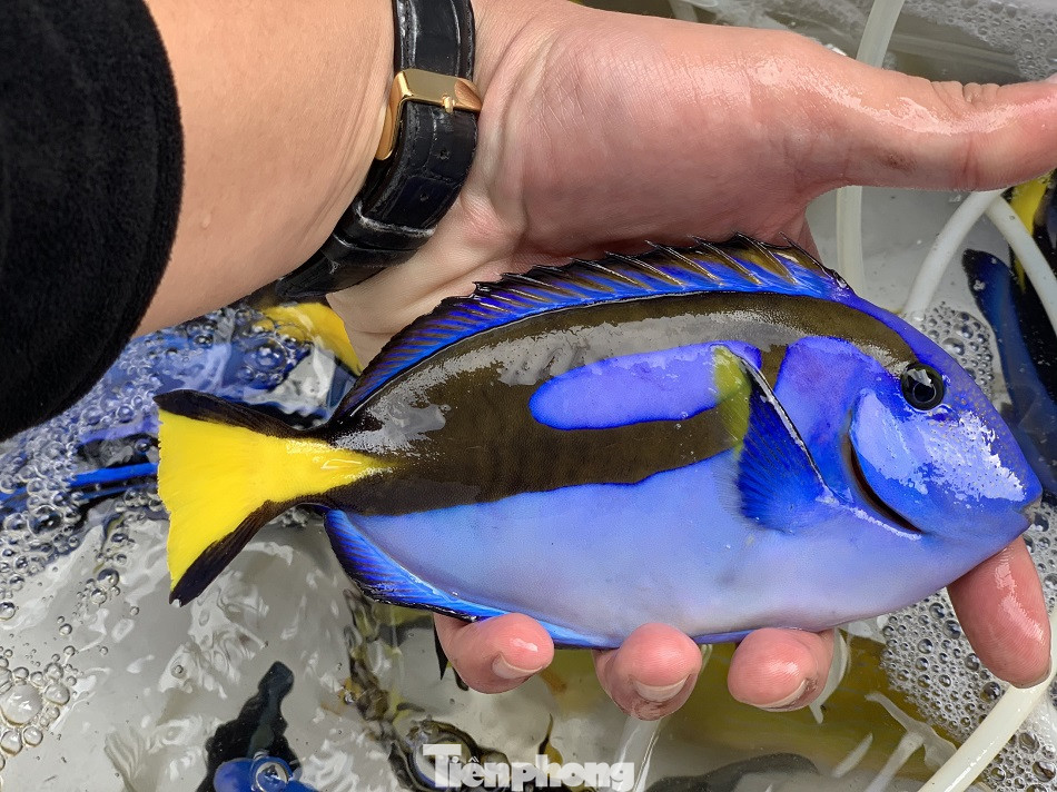 Cá cảnh biển Hoàng Sa, Trường Sa hút khách dịp Tết Nguyên đán ảnh 10