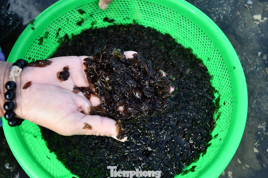  Người dân Quảng Ngãi đội sóng đi hái 'lộc biển' ảnh 8