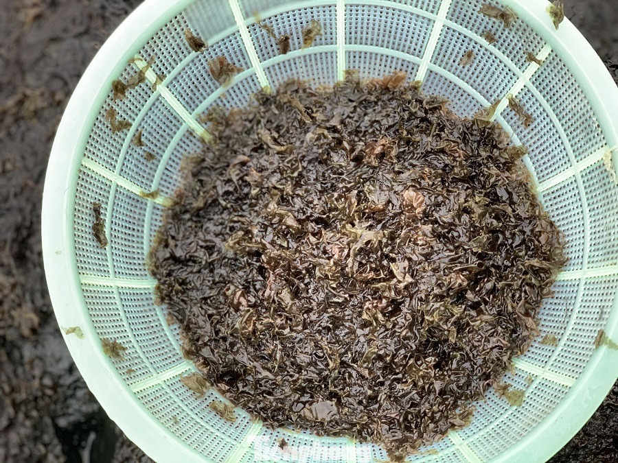  Người dân Quảng Ngãi đội sóng đi hái 'lộc biển' ảnh 9