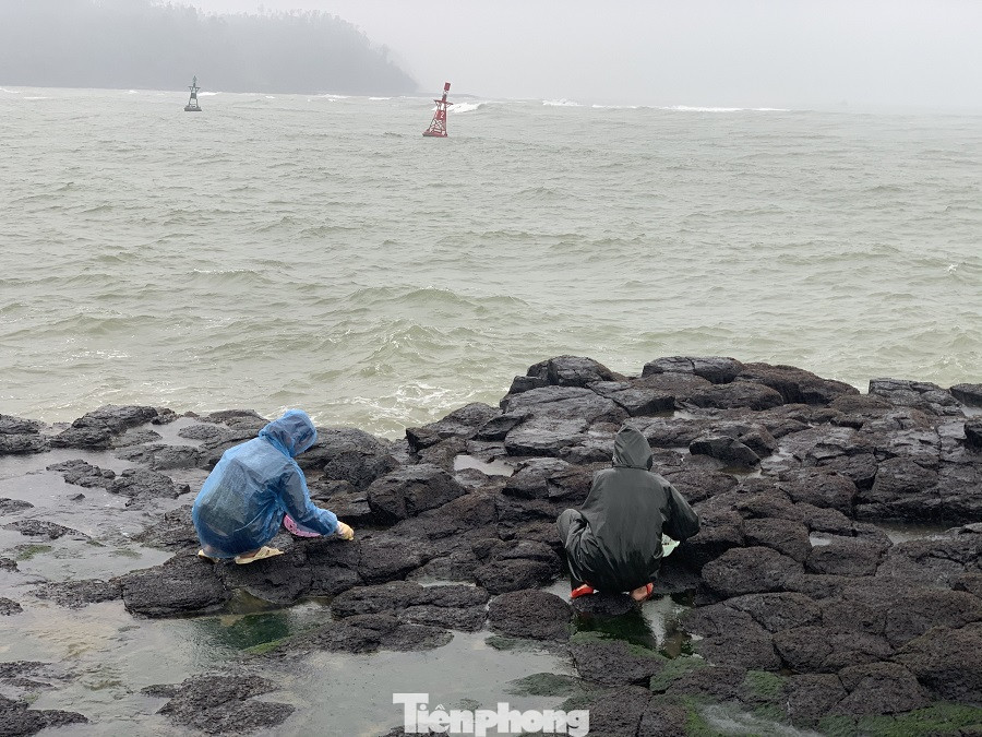  Người dân Quảng Ngãi đội sóng đi hái 'lộc biển' ảnh 3