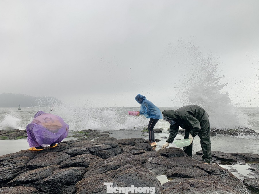  Người dân Quảng Ngãi đội sóng đi hái 'lộc biển' ảnh 6