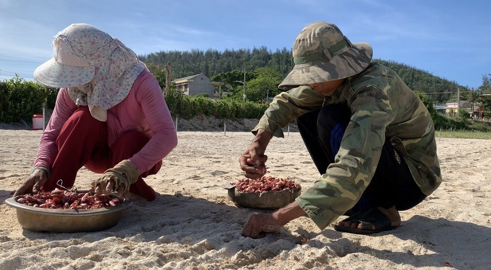 Đèn bẫy bướm trên 'thủ phủ' hành tím ở Lý Sơn sáng rực như sao trời về đêm ảnh 8