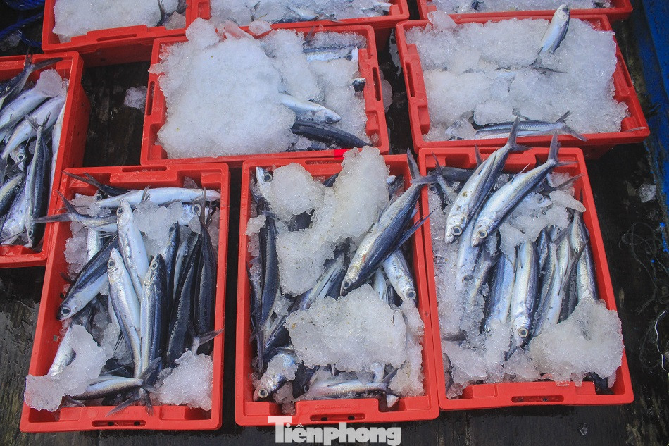 Ngư dân Quảng Ngãi trúng đậm sau chuyến biển xuyên Tết ảnh 8