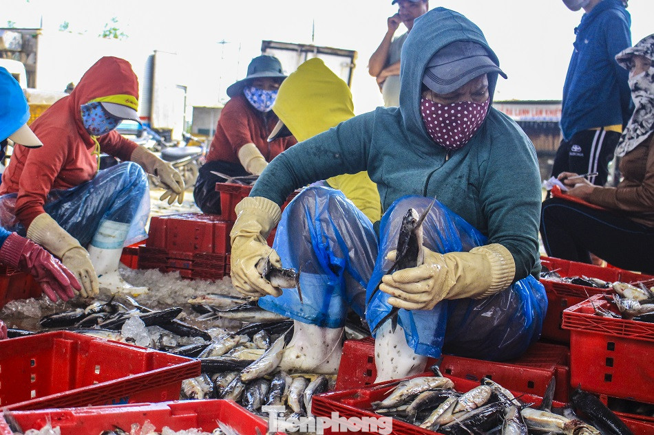 Ngư dân Quảng Ngãi trúng đậm sau chuyến biển xuyên Tết ảnh 12