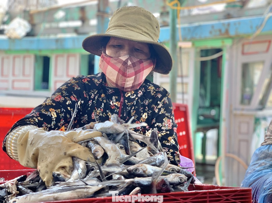 Ngư dân Quảng Ngãi trúng đậm sau chuyến biển xuyên Tết ảnh 2