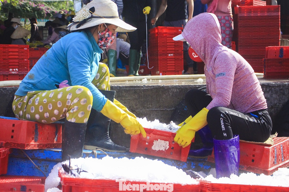 Ngư dân Quảng Ngãi trúng đậm sau chuyến biển xuyên Tết ảnh 9