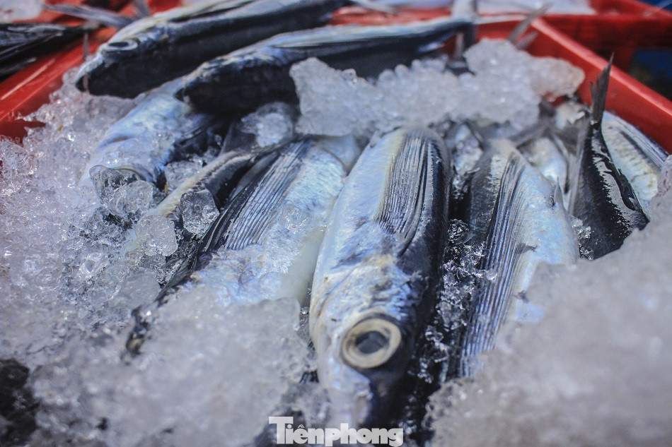 Ngư dân Quảng Ngãi trúng đậm sau chuyến biển xuyên Tết ảnh 11