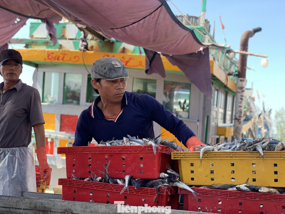 Ngư dân Quảng Ngãi trúng đậm sau chuyến biển xuyên Tết ảnh 3