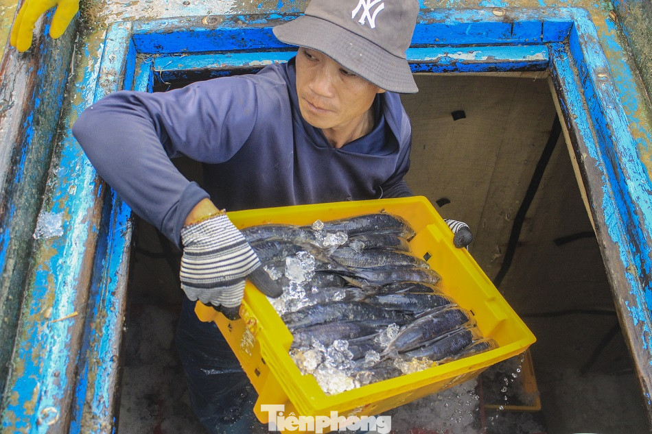 Ngư dân Quảng Ngãi trúng đậm sau chuyến biển xuyên Tết ảnh 7