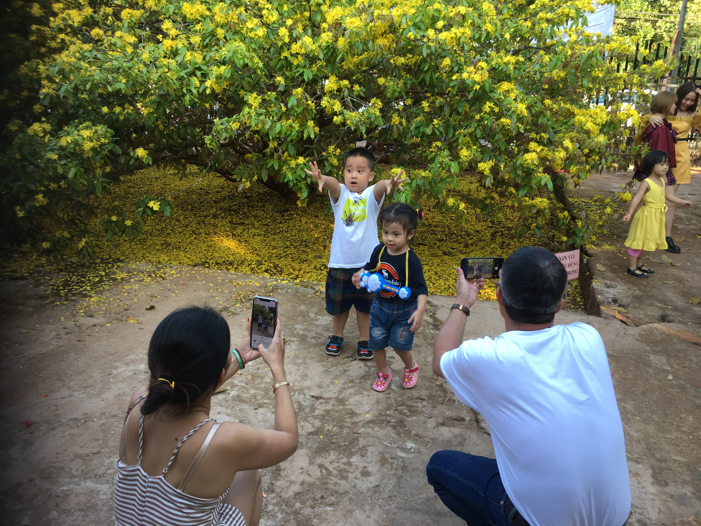 'Cụ' mai vàng đón hàng ngàn khách tham quan 3 ngày Tết ảnh 2