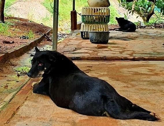 Lùng nhùng nghi vấn 'báo đen' xuất hiện ở Đồng Nai: Bất ngờ từ người báo tin ảnh 1