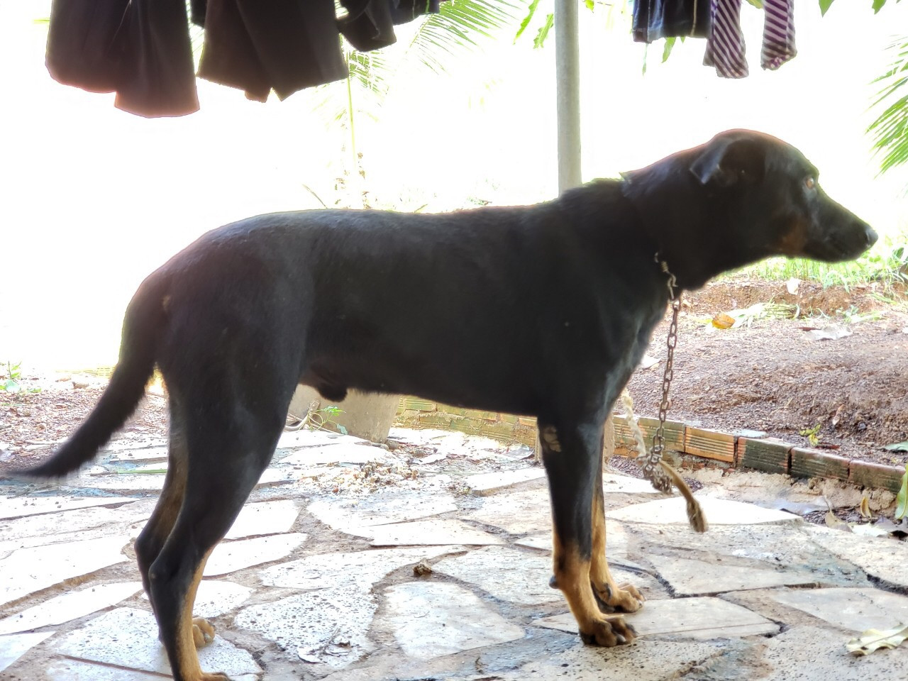 Thông tin bất ngờ về 'báo đen' xuất hiện ở Đồng Nai ảnh 3