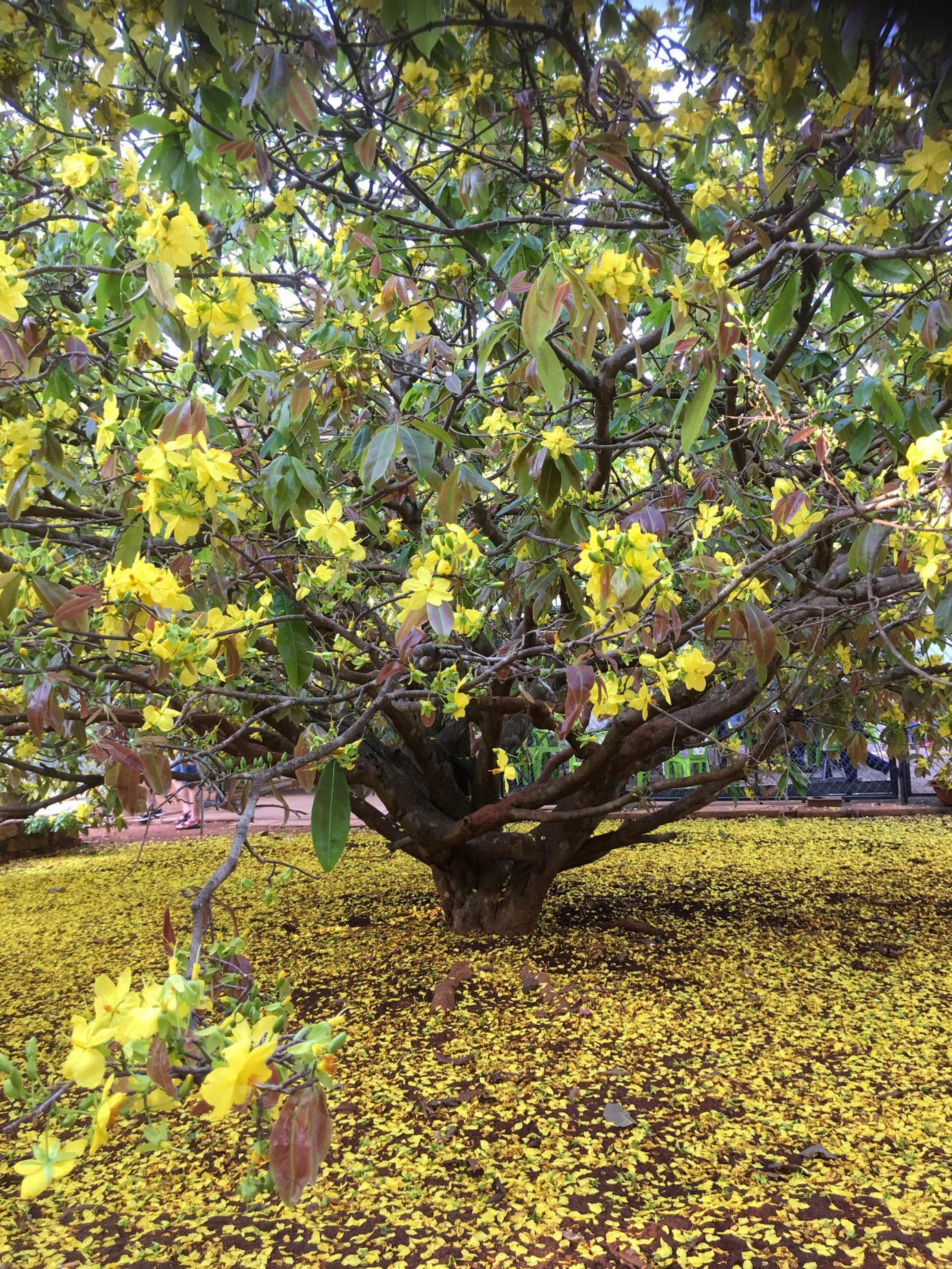 'Cụ' mai vàng đón hàng ngàn khách tham quan 3 ngày Tết ảnh 1