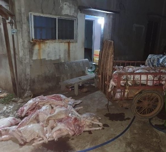 Phát hiện 'đại lý' gom heo bệnh, heo chết bán cho công nhân ảnh 1