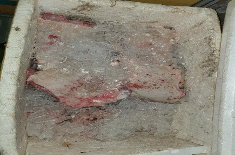 Phát hiện 'đại lý' gom heo bệnh, heo chết bán cho công nhân ảnh 2