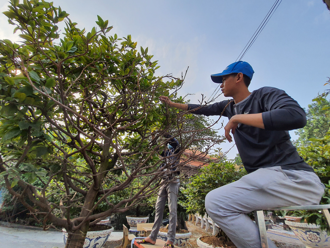 Người trồng mai ở TPHCM gấp rút tỉa lá, trâu vàng 'cõng' quất hút khách miền Tây ảnh 3