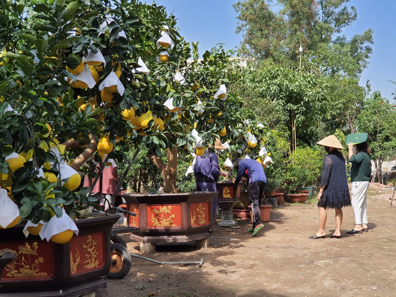 Bưởi Diễn chơi Tết giá chục triệu đồng đổ bộ TPHCM ảnh 8