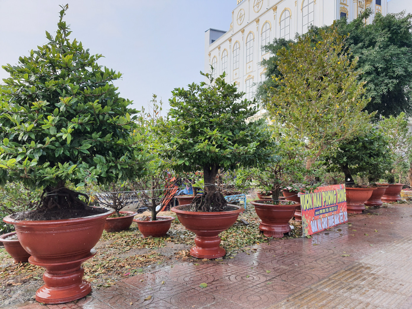 Người trồng mai ở TPHCM gấp rút tỉa lá, trâu vàng 'cõng' quất hút khách miền Tây ảnh 1