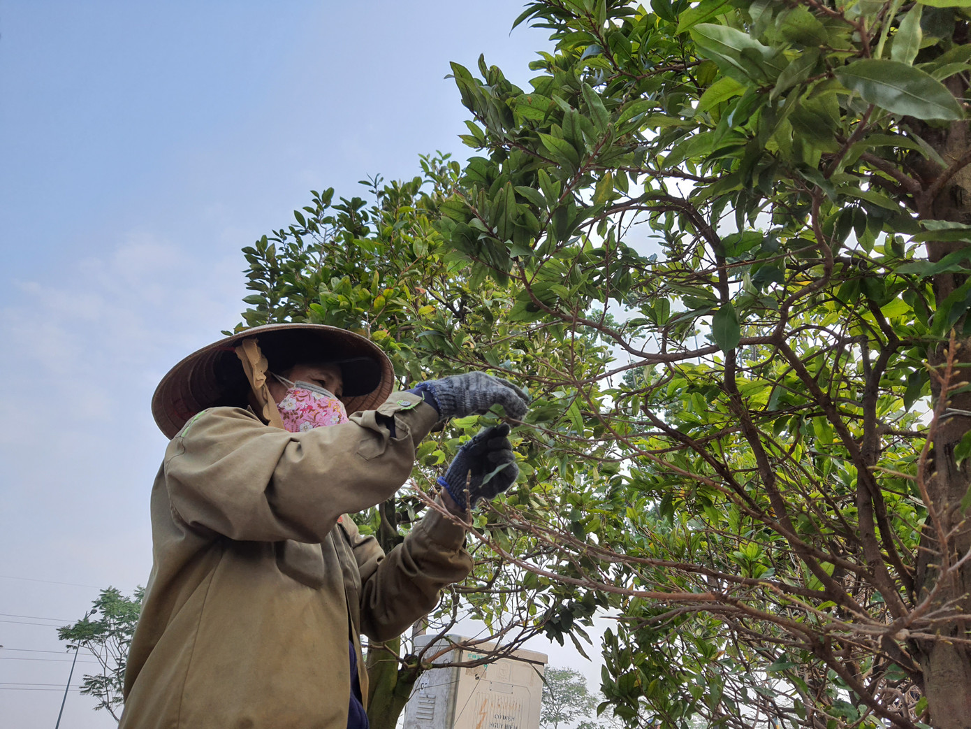 Người trồng mai ở TPHCM gấp rút tỉa lá, trâu vàng 'cõng' quất hút khách miền Tây ảnh 6