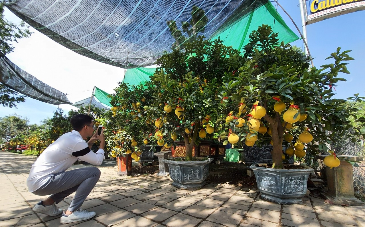 Bưởi Diễn chơi Tết giá chục triệu đồng đổ bộ TPHCM ảnh 2