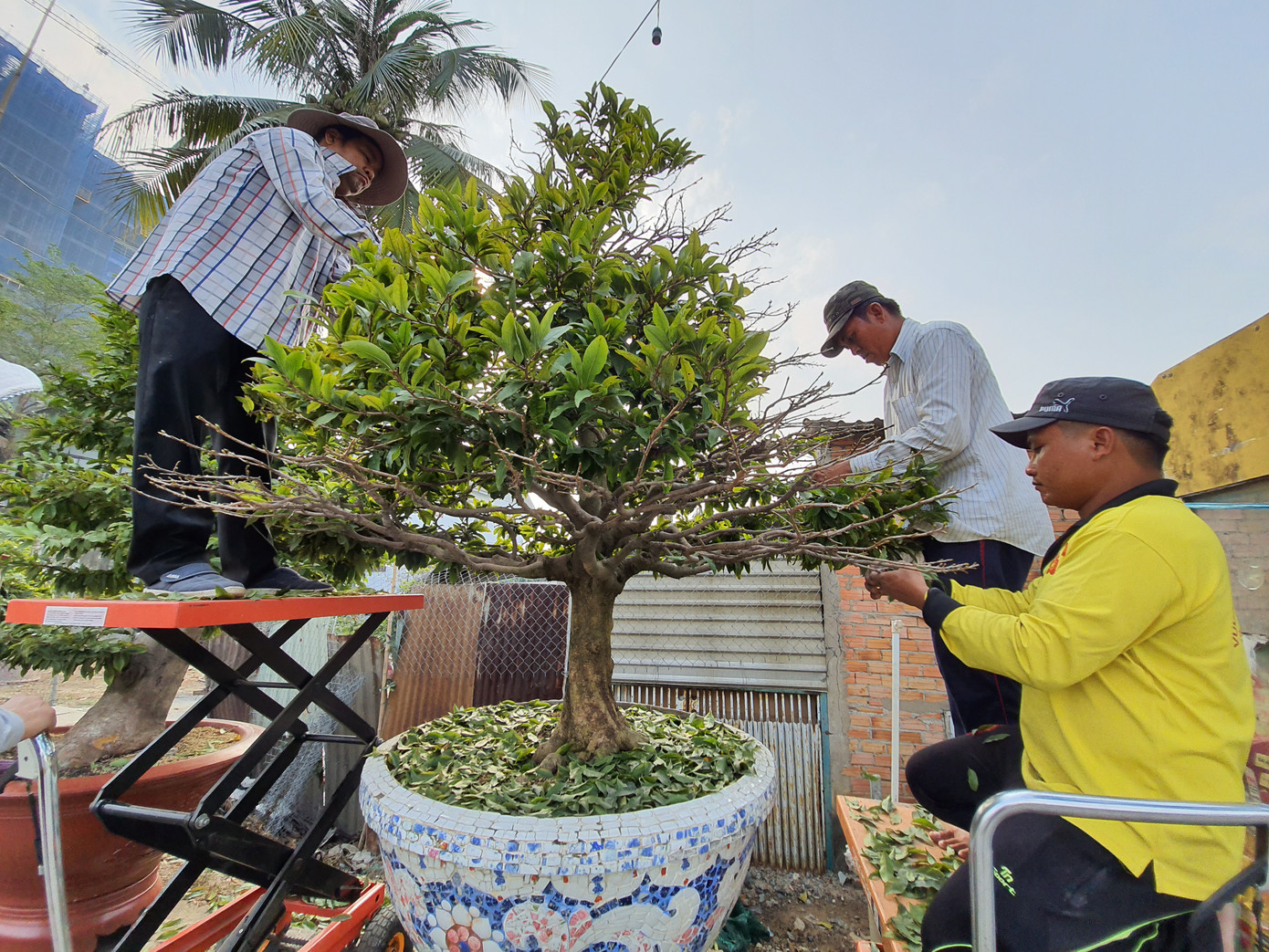 Người trồng mai ở TPHCM gấp rút tỉa lá, trâu vàng 'cõng' quất hút khách miền Tây ảnh 5