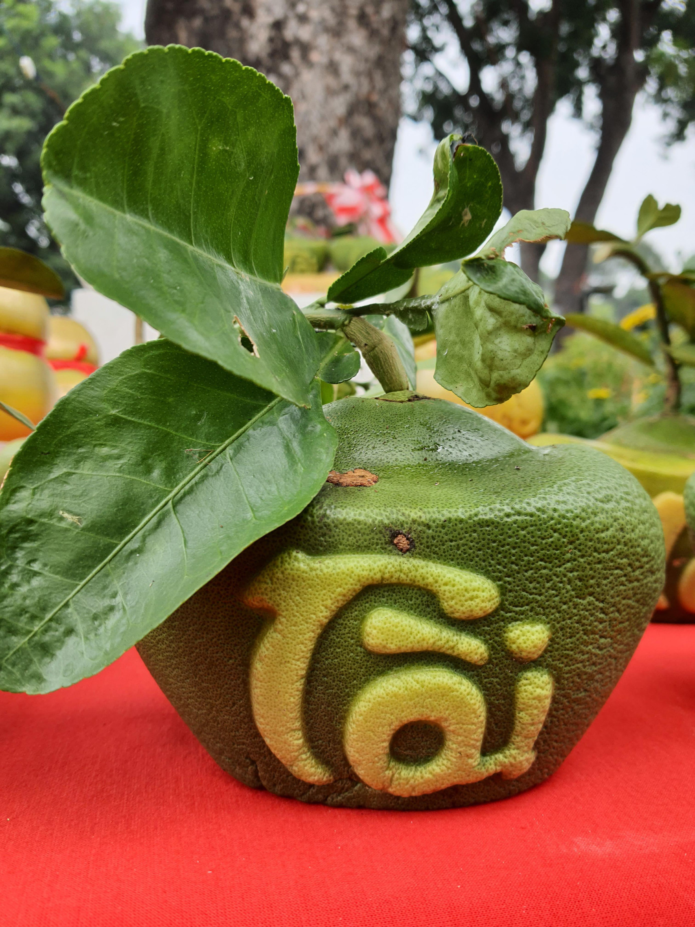 Bưởi Tài Lộc, dừa hồ lô độc đáo tiền triệu thu hút khách chơi Tết ảnh 2