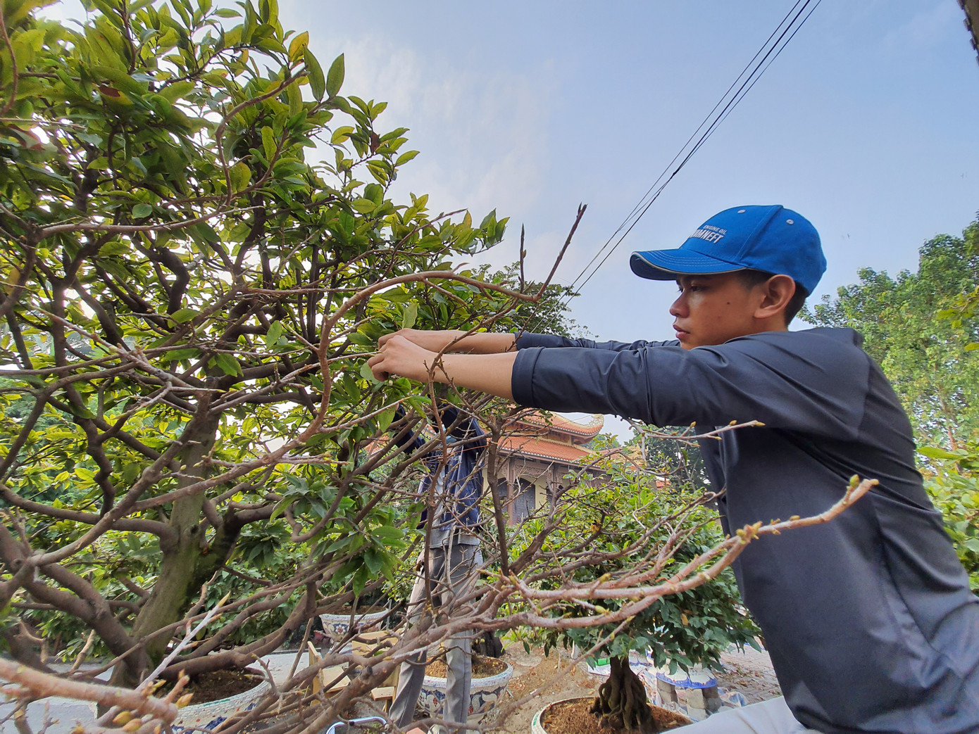 Người trồng mai ở TPHCM gấp rút tỉa lá, trâu vàng 'cõng' quất hút khách miền Tây ảnh 4