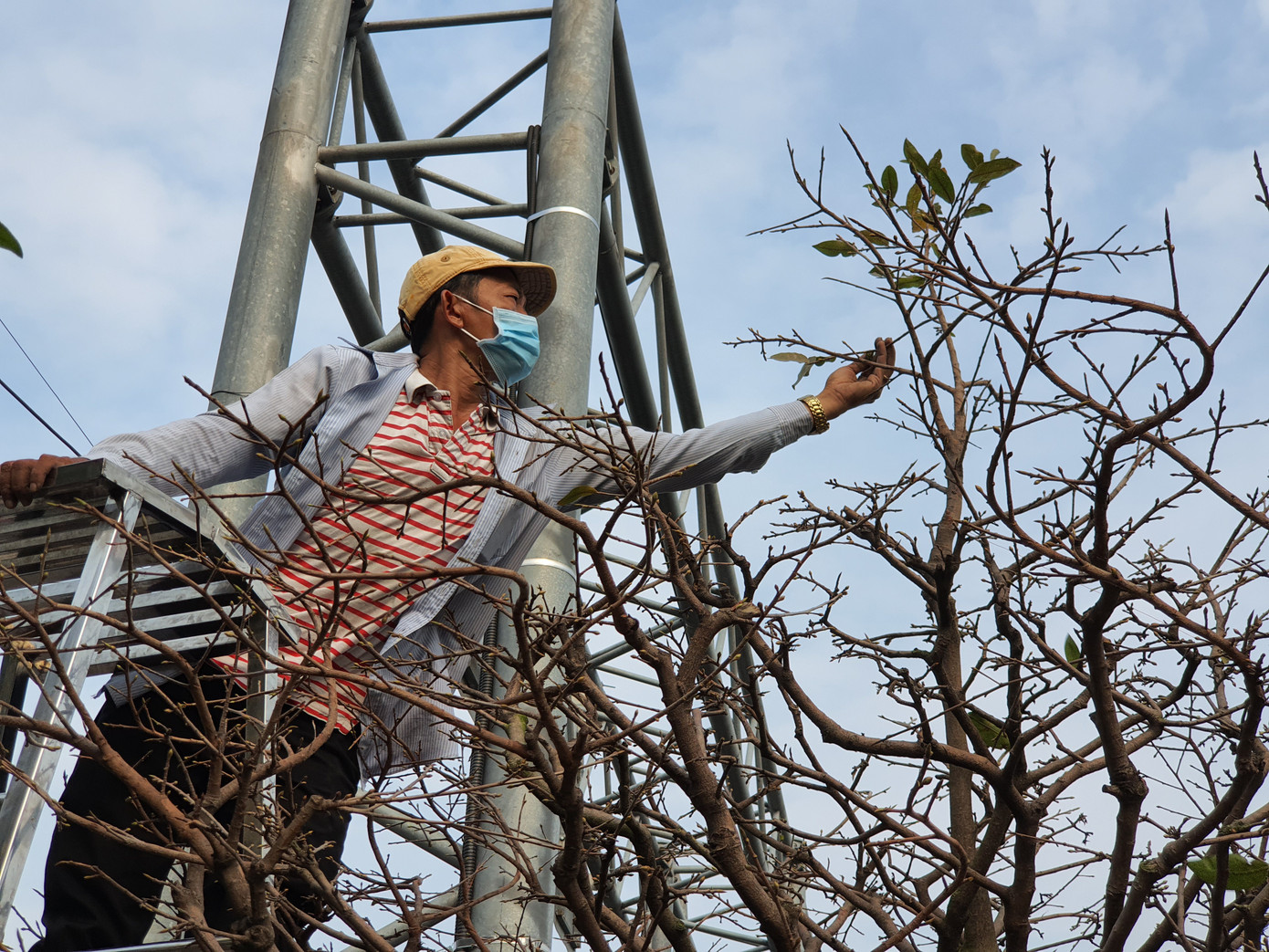 Người trồng mai ở TPHCM gấp rút tỉa lá, trâu vàng 'cõng' quất hút khách miền Tây ảnh 8