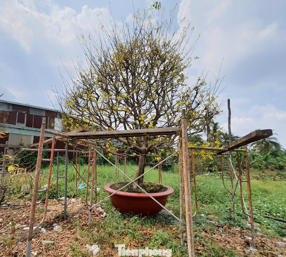 Ngắm cây mai vàng 'khủng' giá tiền tỷ ở TPHCM ảnh 2