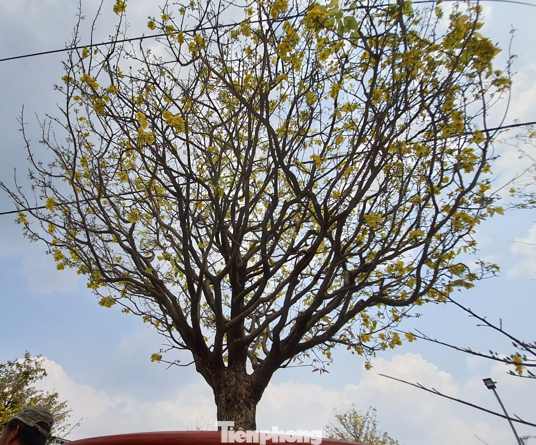 Ngắm cây mai vàng 'khủng' giá tiền tỷ ở TPHCM ảnh 11