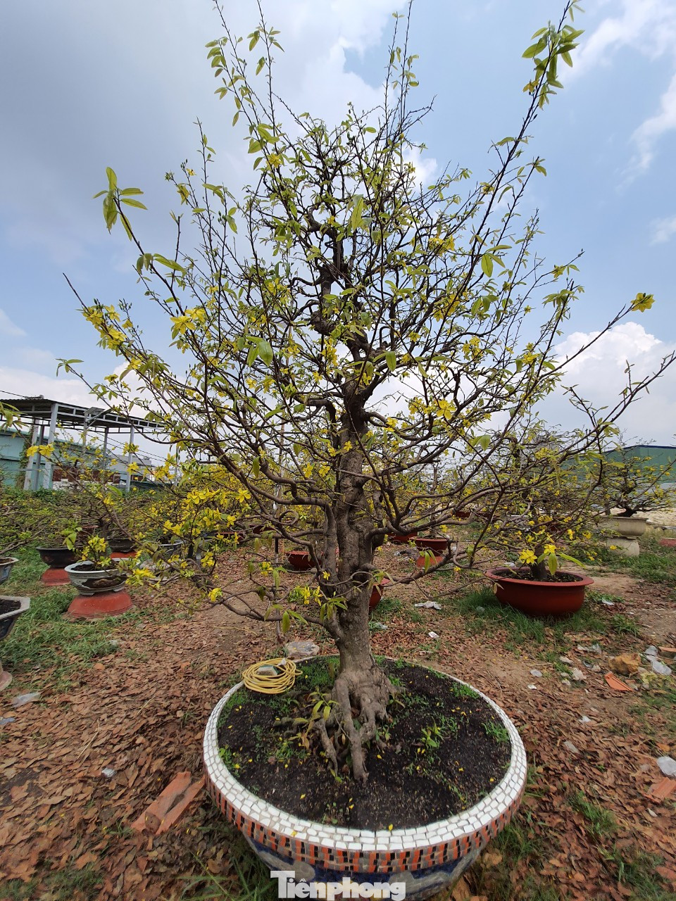 Ngắm cây mai vàng 'khủng' giá tiền tỷ ở TPHCM ảnh 12