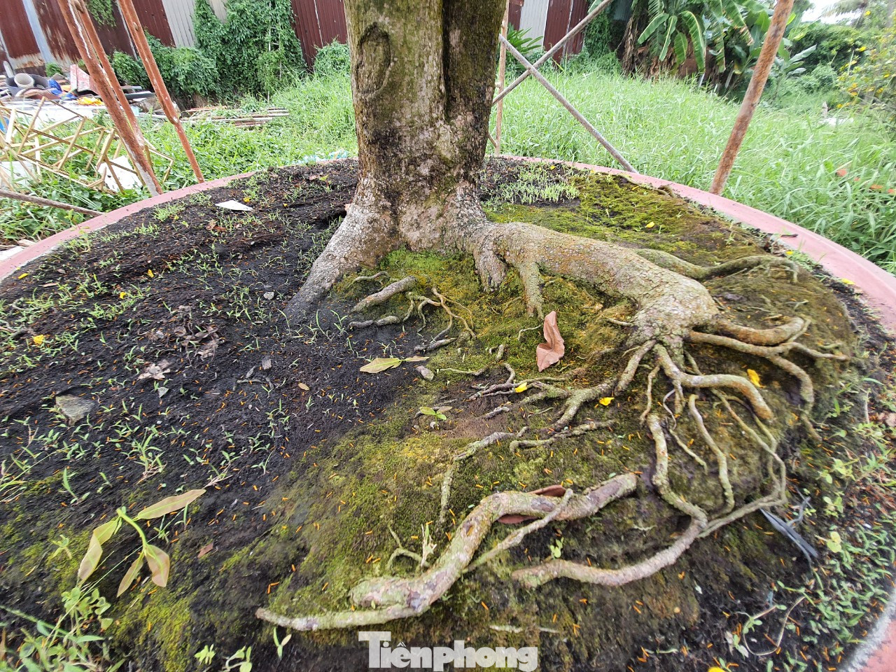 Ngắm cây mai vàng 'khủng' giá tiền tỷ ở TPHCM ảnh 7