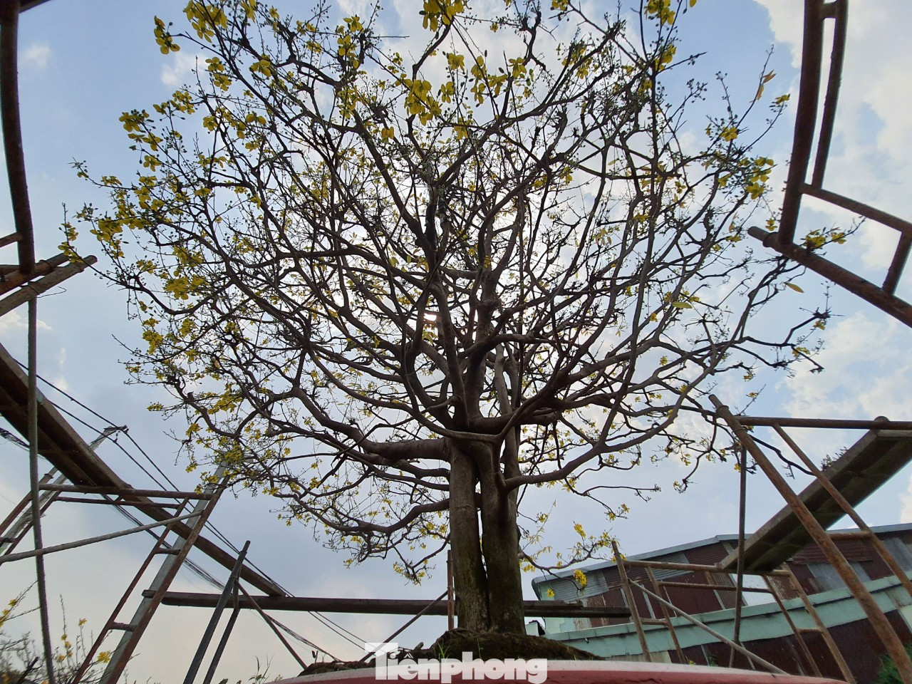 Ngắm cây mai vàng 'khủng' giá tiền tỷ ở TPHCM ảnh 9