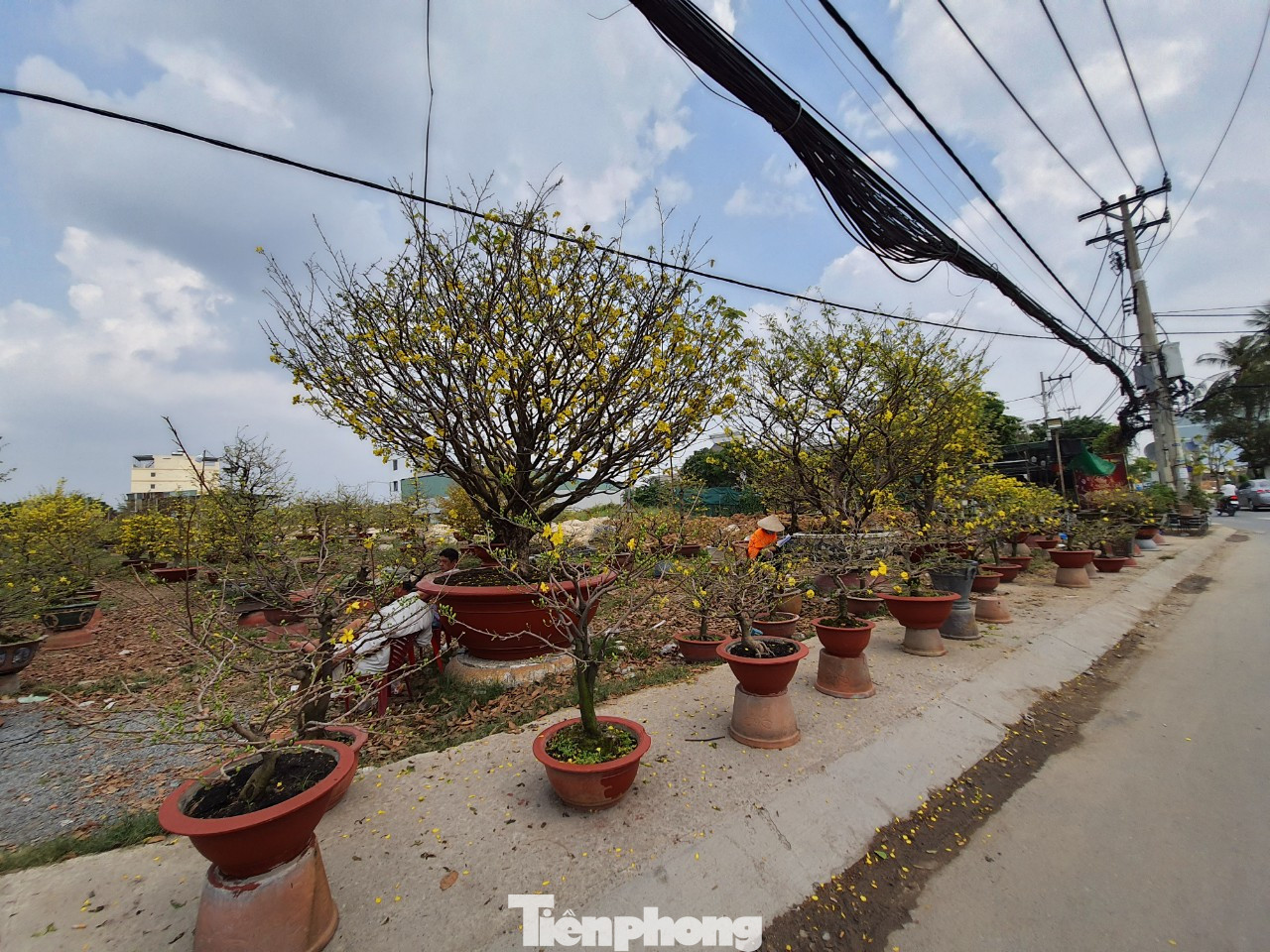 Ngắm cây mai vàng 'khủng' giá tiền tỷ ở TPHCM ảnh 13
