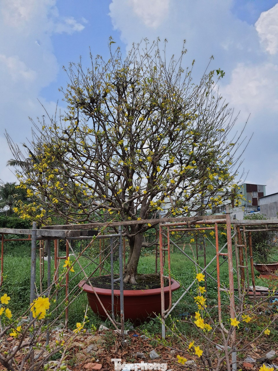 Ngắm cây mai vàng 'khủng' giá tiền tỷ ở TPHCM ảnh 1