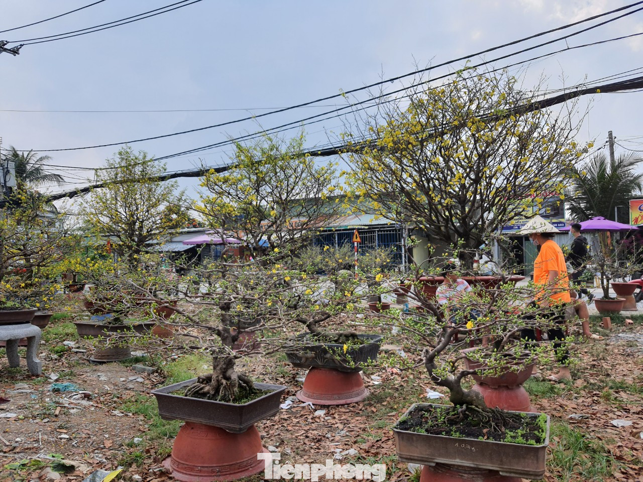 Ngắm cây mai vàng 'khủng' giá tiền tỷ ở TPHCM ảnh 14