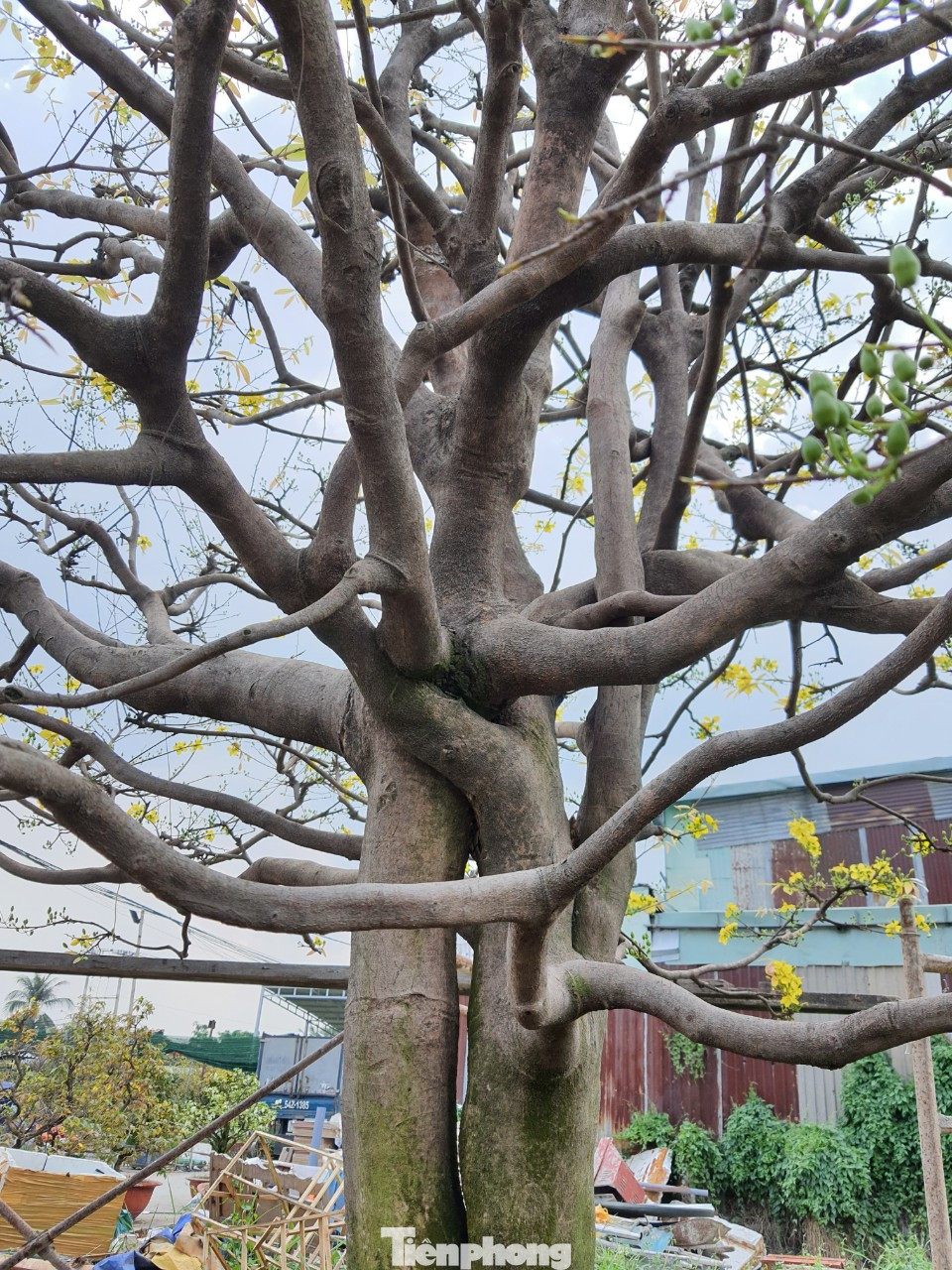 Ngắm cây mai vàng 'khủng' giá tiền tỷ ở TPHCM ảnh 6