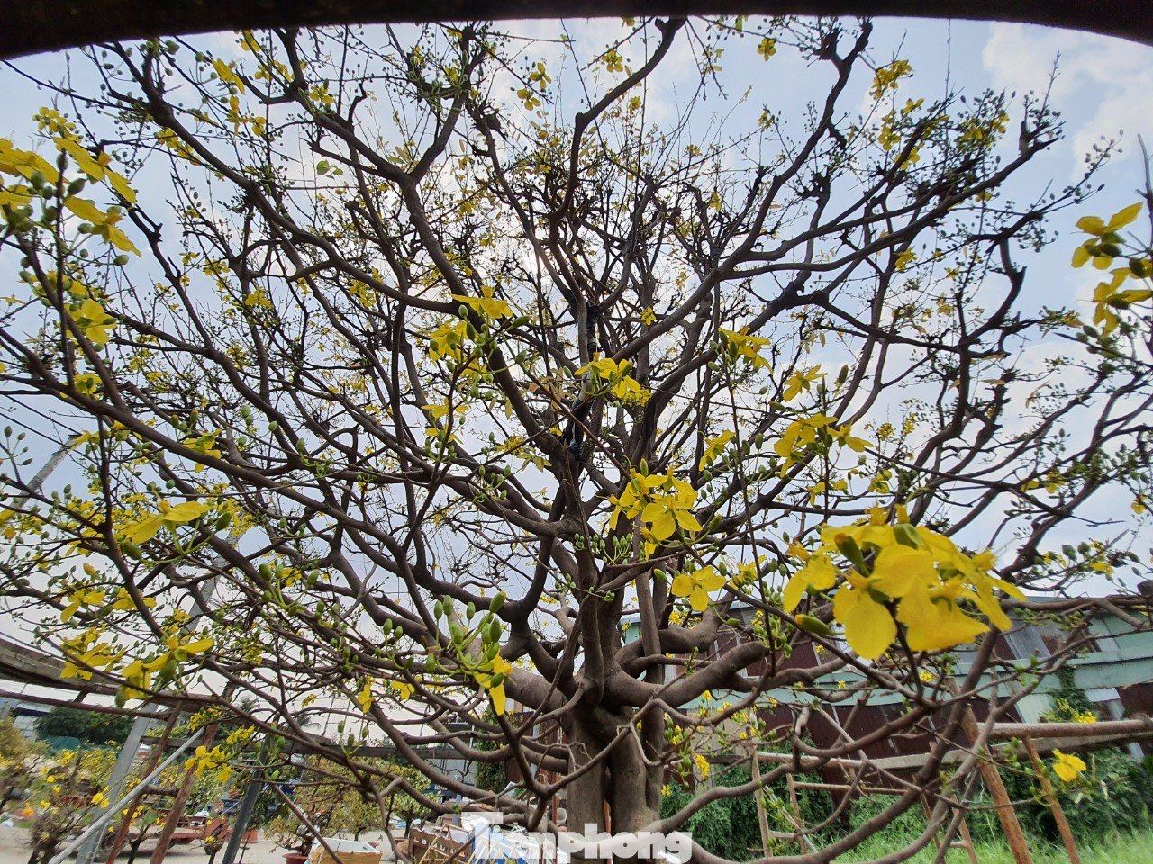 Ngắm cây mai vàng 'khủng' giá tiền tỷ ở TPHCM ảnh 8