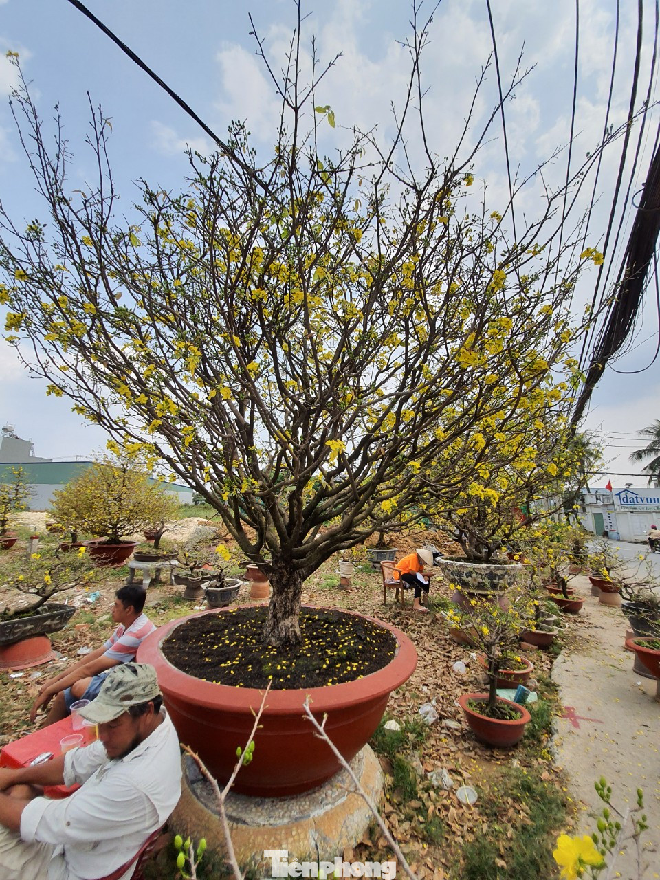 Ngắm cây mai vàng 'khủng' giá tiền tỷ ở TPHCM ảnh 10