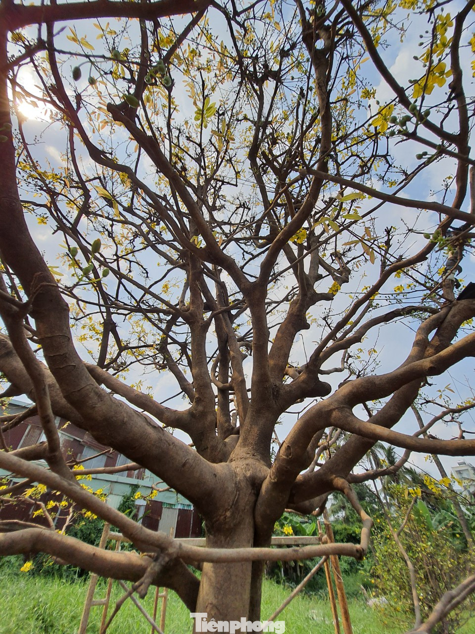 Ngắm cây mai vàng 'khủng' giá tiền tỷ ở TPHCM ảnh 4