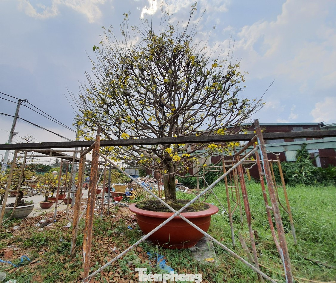 Ngắm cây mai vàng 'khủng' giá tiền tỷ ở TPHCM ảnh 3