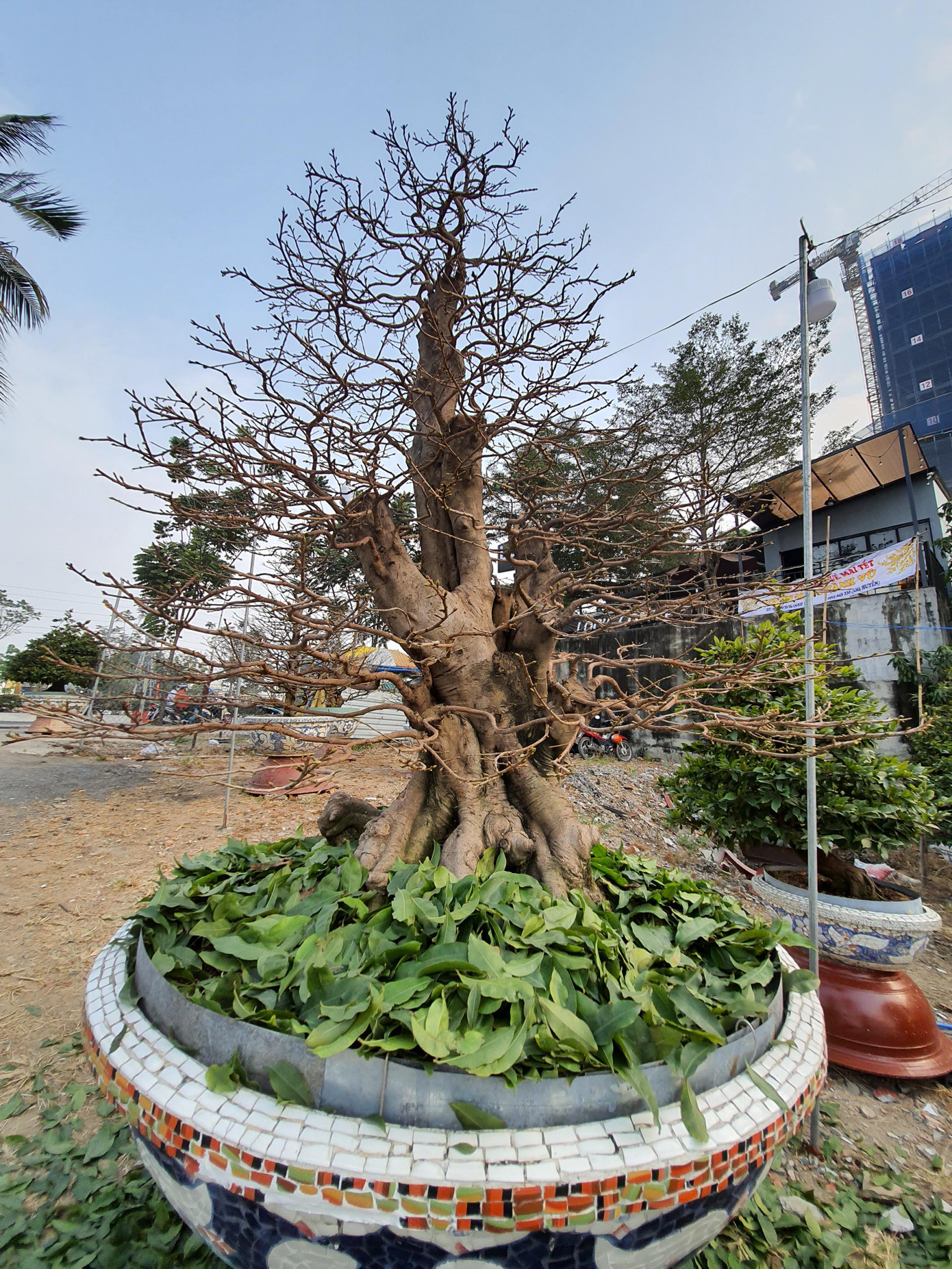 Người trồng mai ở TPHCM gấp rút tỉa lá, trâu vàng 'cõng' quất hút khách miền Tây ảnh 10