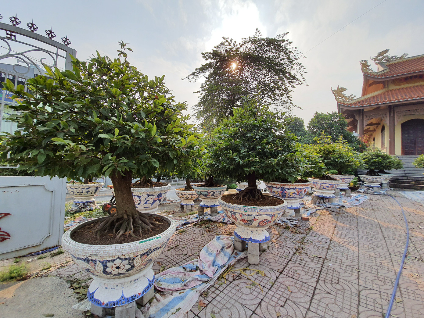 Người trồng mai ở TPHCM gấp rút tỉa lá, trâu vàng 'cõng' quất hút khách miền Tây ảnh 2