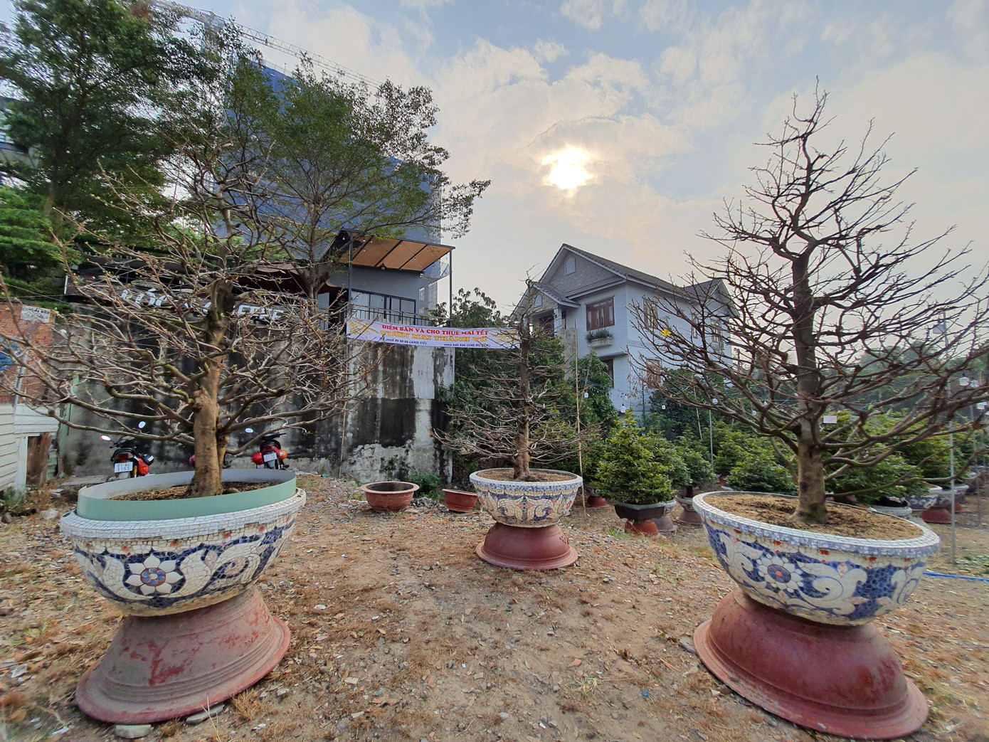 Người trồng mai ở TPHCM gấp rút tỉa lá, trâu vàng 'cõng' quất hút khách miền Tây ảnh 9