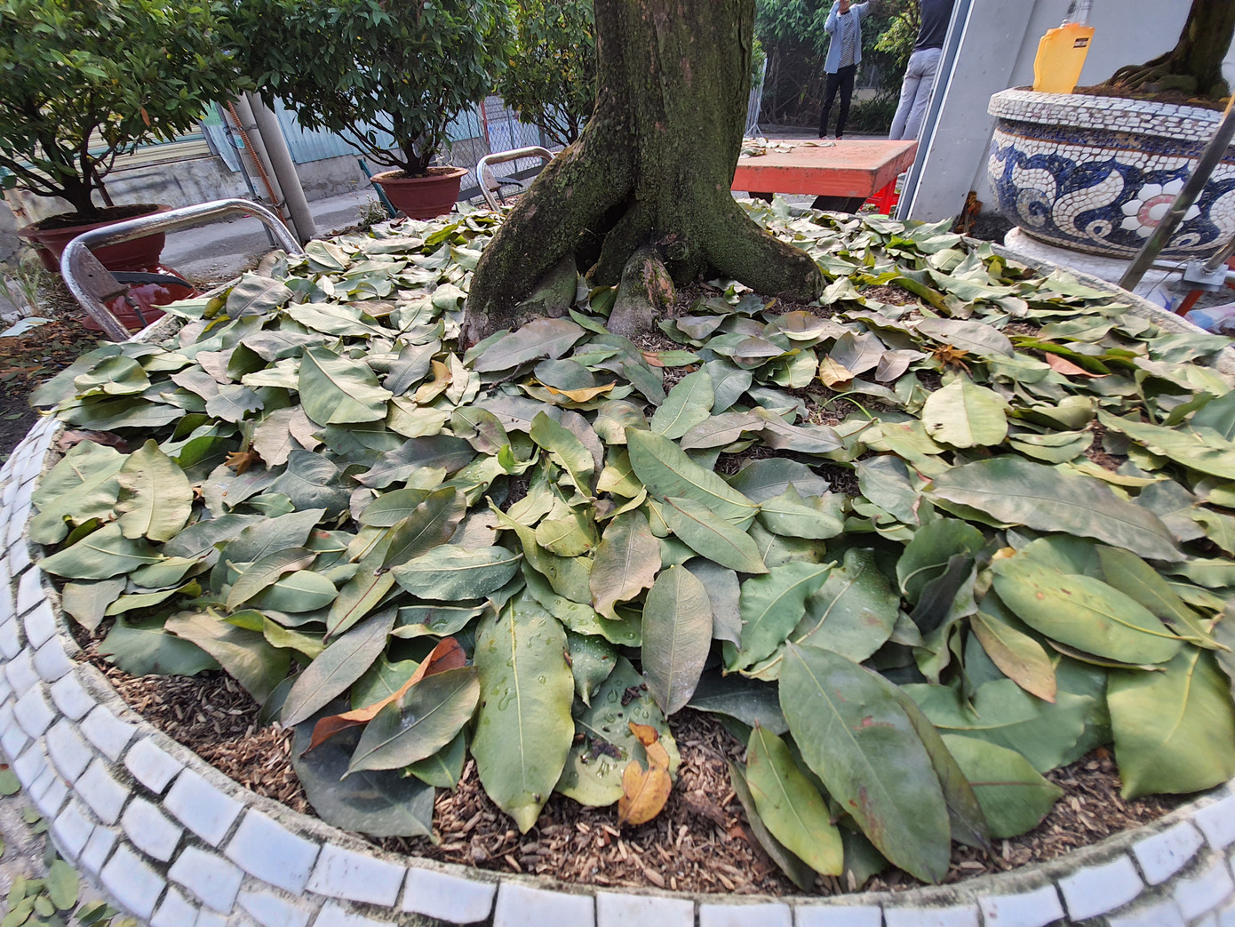 Người trồng mai ở TPHCM gấp rút tỉa lá, trâu vàng 'cõng' quất hút khách miền Tây ảnh 7