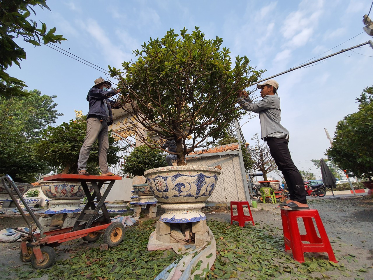Người trồng mai ở TPHCM gấp rút tỉa lá, trâu vàng 'cõng' quất hút khách miền Tây ảnh 11